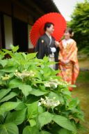 アジサイが咲き始めました♡