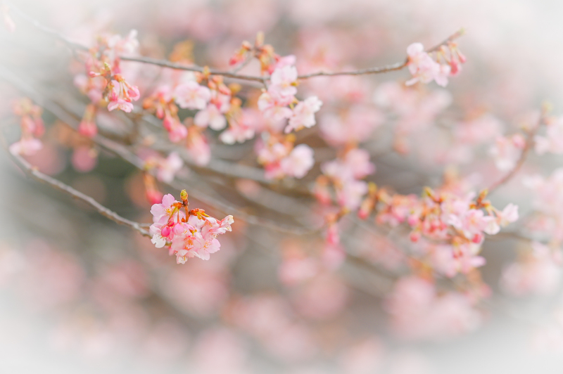 河津桜がいい感じ♡