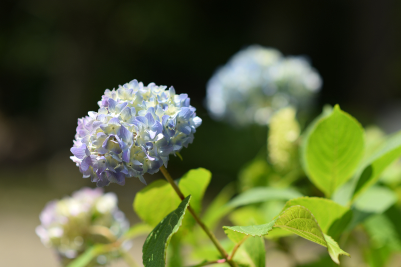 もうすぐ紫陽花