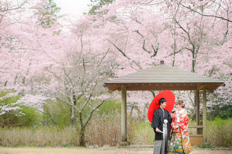桜が見頃を迎えました