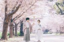 【早期特典】和装　桜ロケーション撮影プランの受付が始まりました！