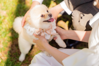 ワンちゃん撮影