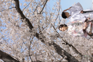 ちょっと早いけど、桜ロケ♪