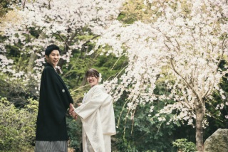  高宮庭園茶寮　桜のシャワー