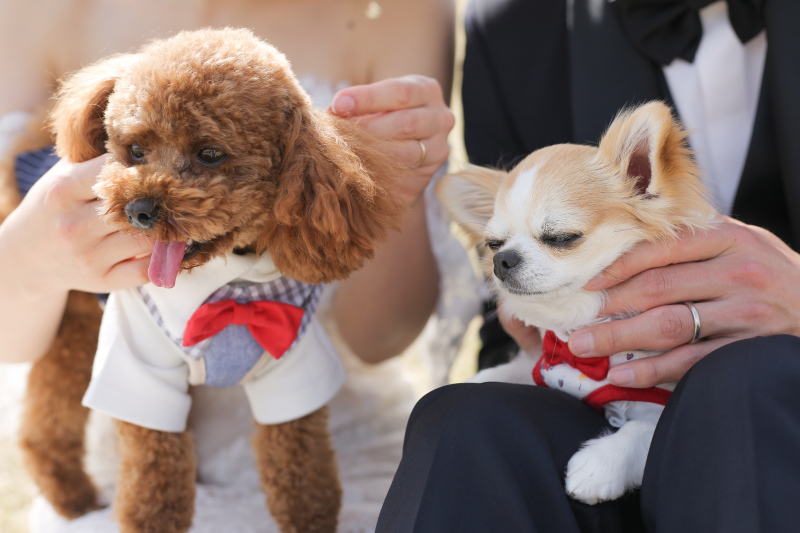 愛犬たちと一緒にウェディングフォト