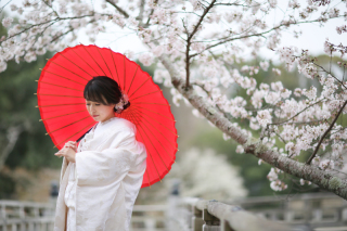 まだ間に合う！桜ロケーション