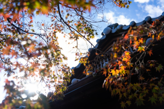 まだ間に合う!紅葉撮影レポート★ Part.2