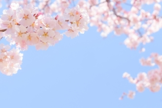 ♫東京の桜の開花日は?桜撮影はいつ頃??♫