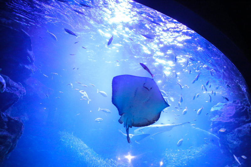 【NEWリリース!】京都水族館ロケプラン