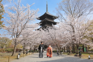 東寺は只今さくら満開!