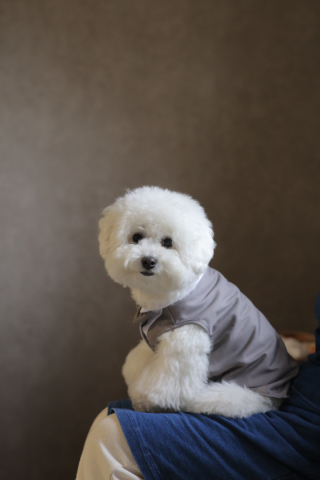 かわいいわんちゃんご来店ᐡ - ﻌ • ᐡฅ❤︎