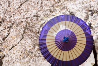 2025年桜の開花予報