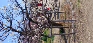 梅が開花いたしました梅ロケプランもご用意ございます