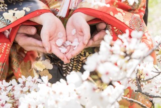 桜シーズンフォトウエディング