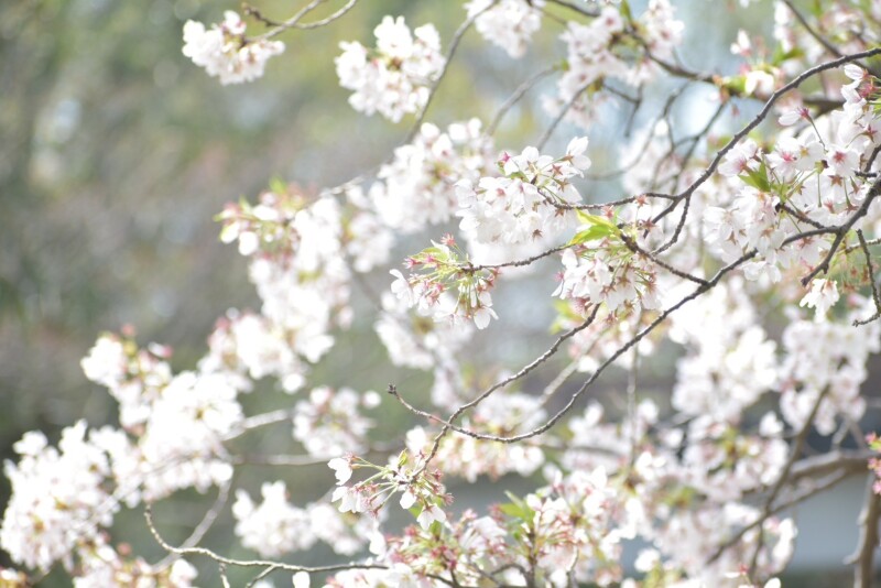 朝から桜ツアー