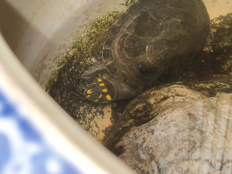 カメ吉のこと