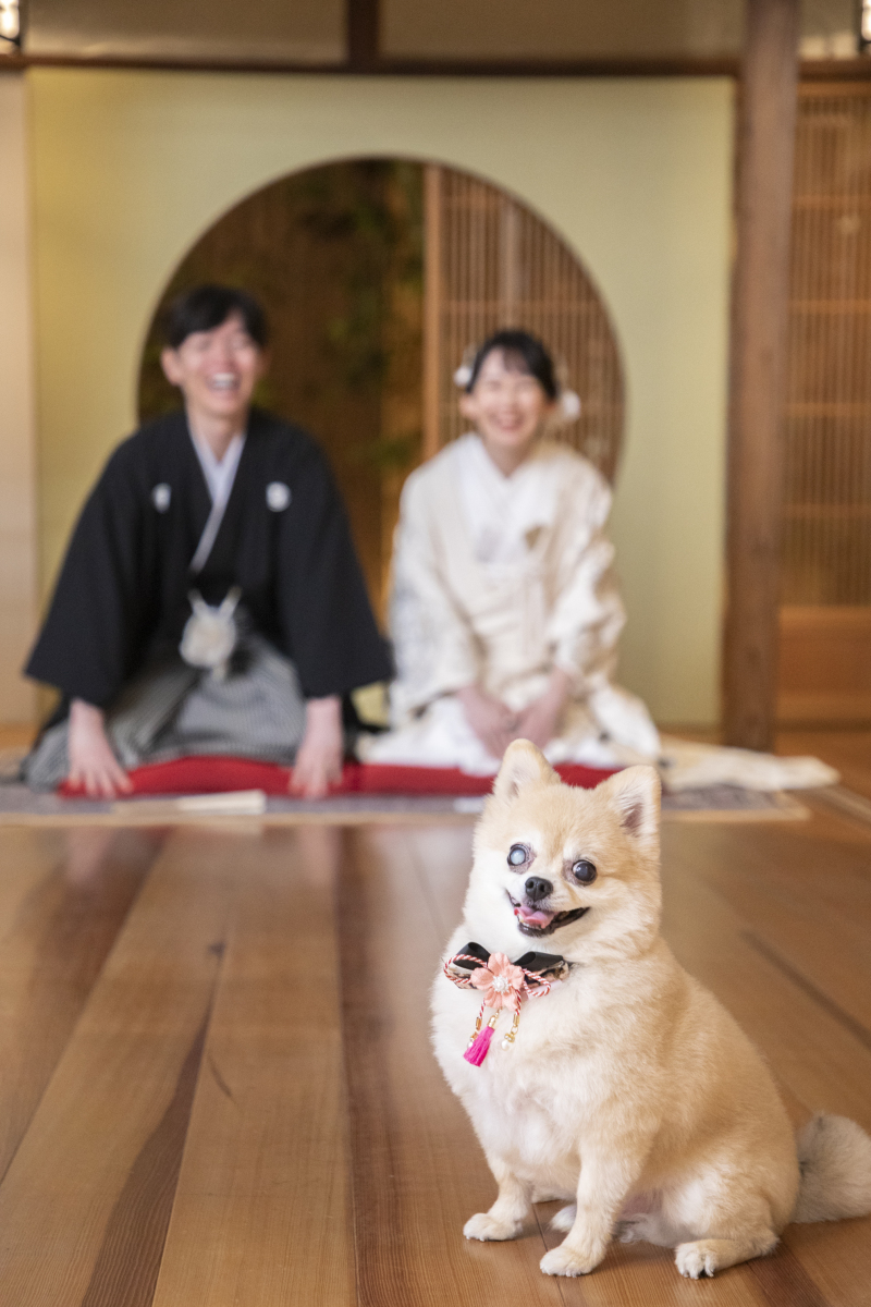 ペット撮影！