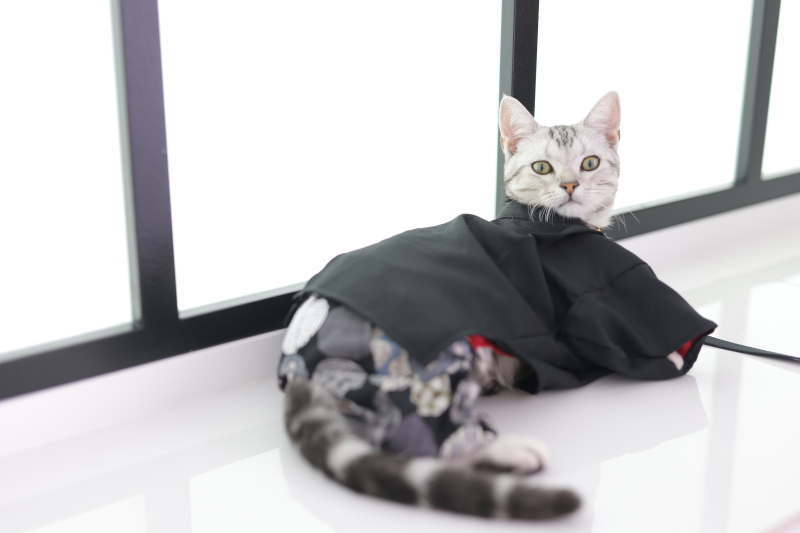 【StudioClori.】みなさま、猫の魅力をご存知ですか?