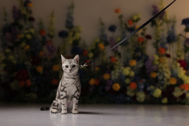 【StudioClori.】みなさま、猫の魅力をご存知ですか?