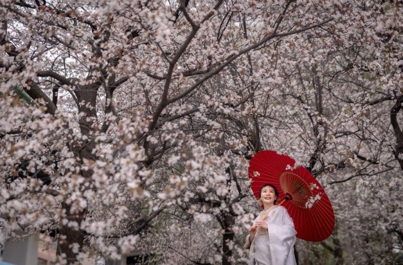 最新！大阪城公園の桜×白無垢