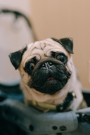 【studio clori.】ペット撮影