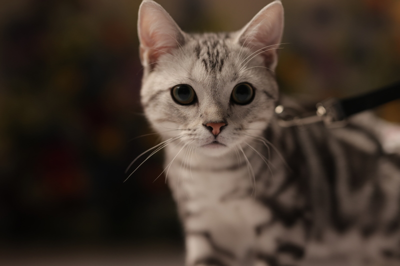 【StudioClori.】みなさま、猫の魅力をご存知ですか?