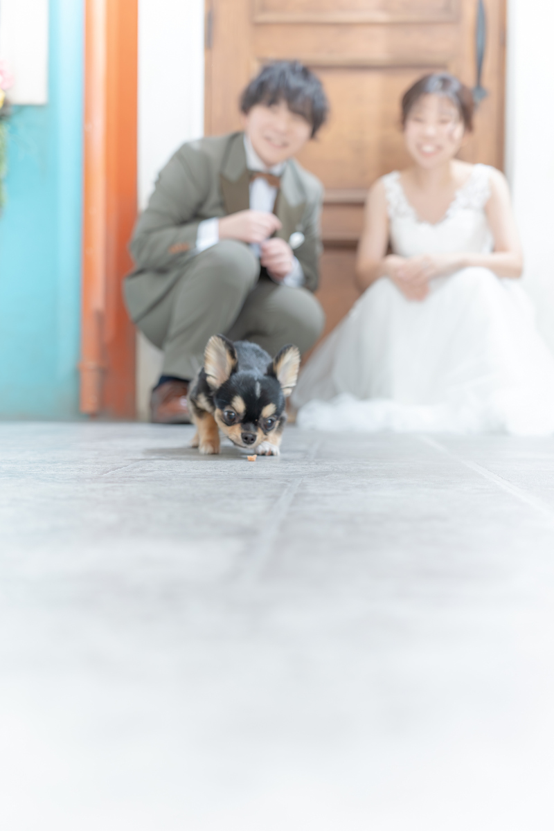 Dears Picturesはペットとの撮影が可能なスタジオです! ~愛犬編~