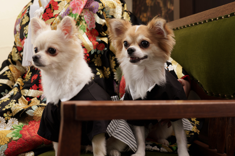 ペットとの撮影　お任せください♪　～愛犬編～