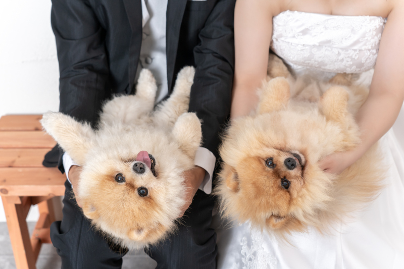大切な家族 ペットと撮影ができます♪ ‐愛犬編‐