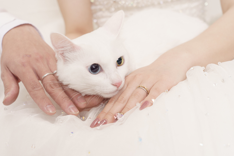 大切な家族の一員 ペットと一緒の撮影ができます!ー愛猫編ー