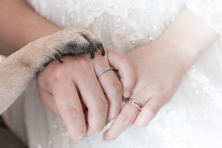 お客様からのお声♪ ~Dears Picturesに決めた理由~