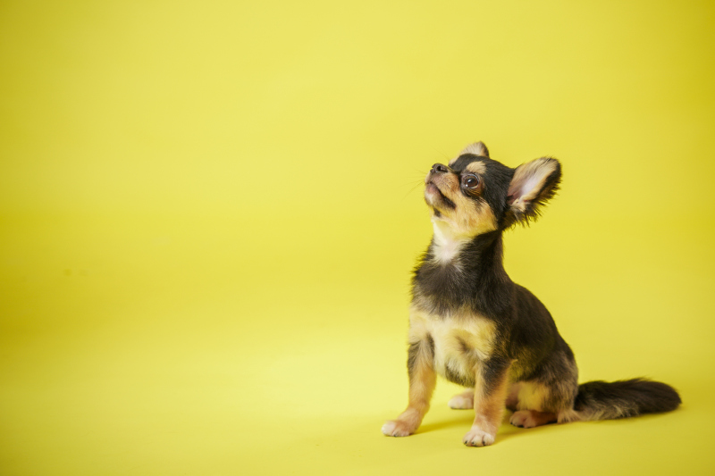Dears Picturesはペットとの撮影が可能なスタジオです! ~愛犬編~