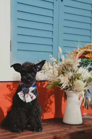 \こだわりポイント/ペットと撮影♪