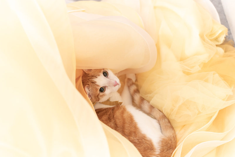 ペットとの撮影ができるスタジオです♪ ‐愛猫編‐