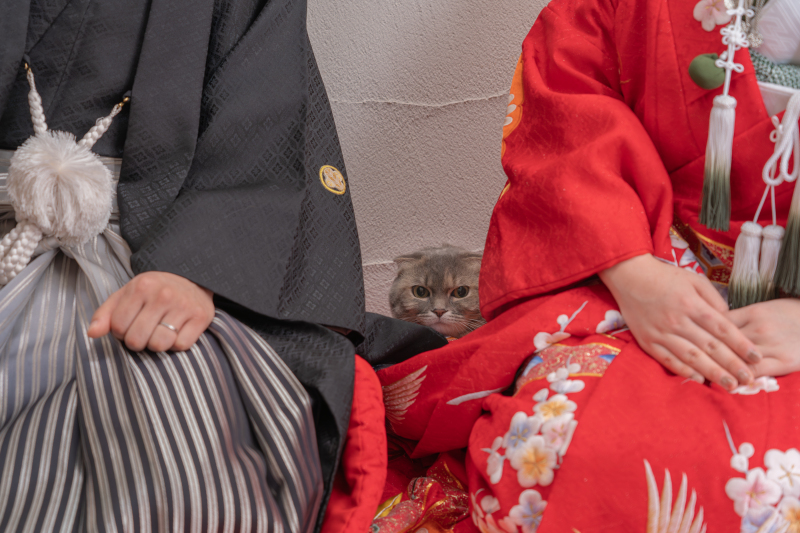 大切な家族・ペットと一緒に撮影しませんか？　‐愛猫編‐