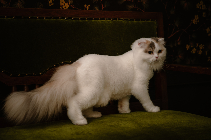 ペットとの撮影 大歓迎です♪ ‐愛猫編‐
