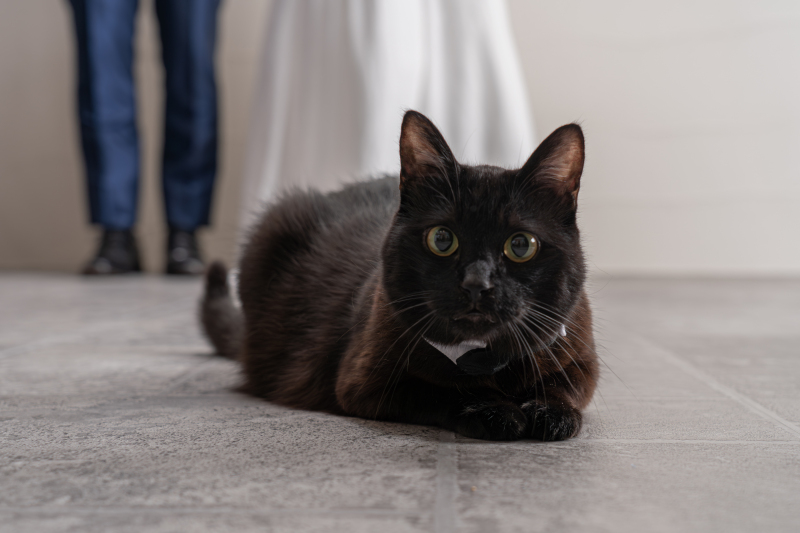 ペットとの撮影ができるスタジオです♪ ‐愛猫編‐
