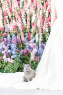 ペットとの撮影　お任せください♪　～愛猫編～