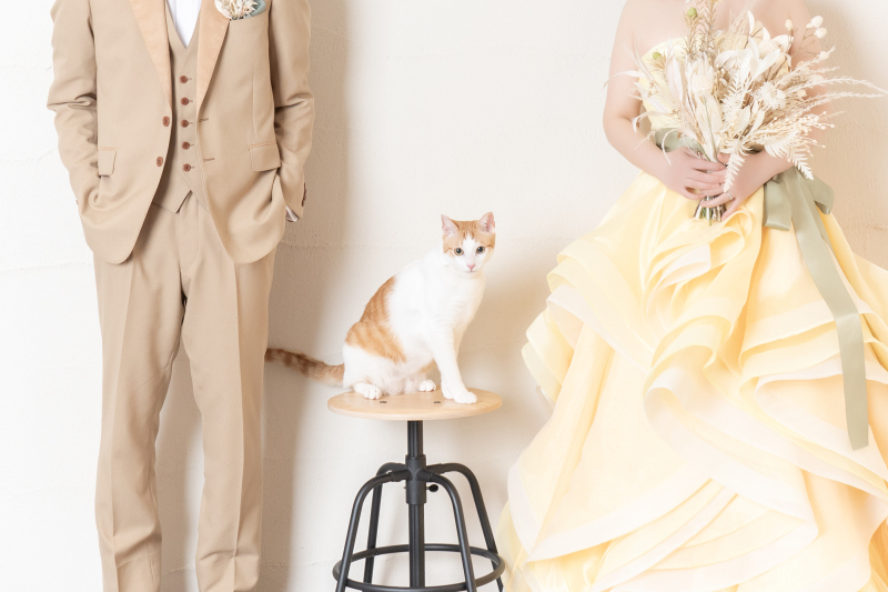 ペットとの撮影ができるスタジオです♪ ‐愛猫編‐