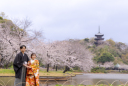 桜(さくら)が彩る三渓園で残す特別な一枚♪