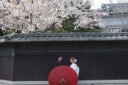 一足先の桜ロケーション