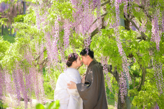 かざはやの里〜藤の花〜