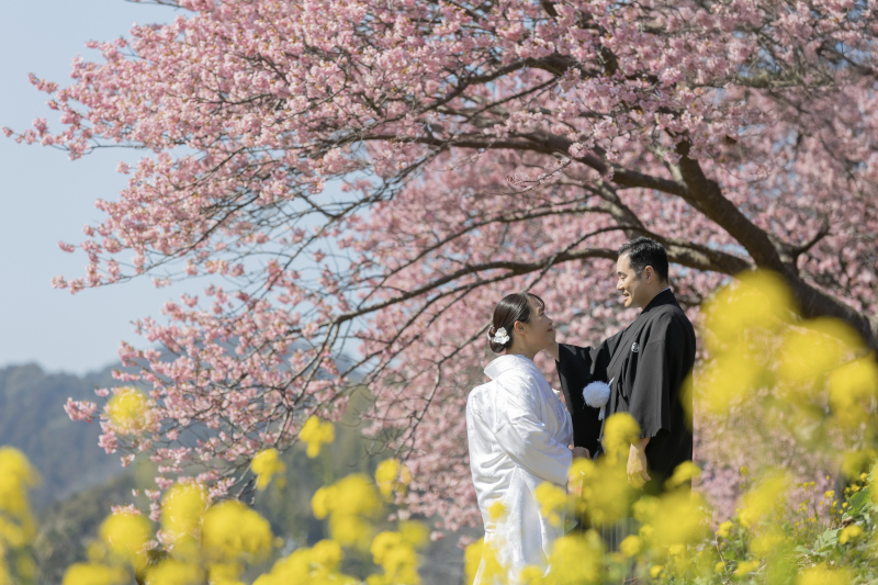 伊豆 河津桜/海/菜の花 選べるロケーション