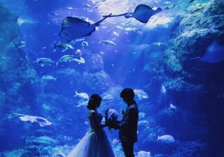 水族館のフォトウェディング撮影