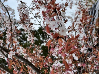 とっても人気の春の前撮り