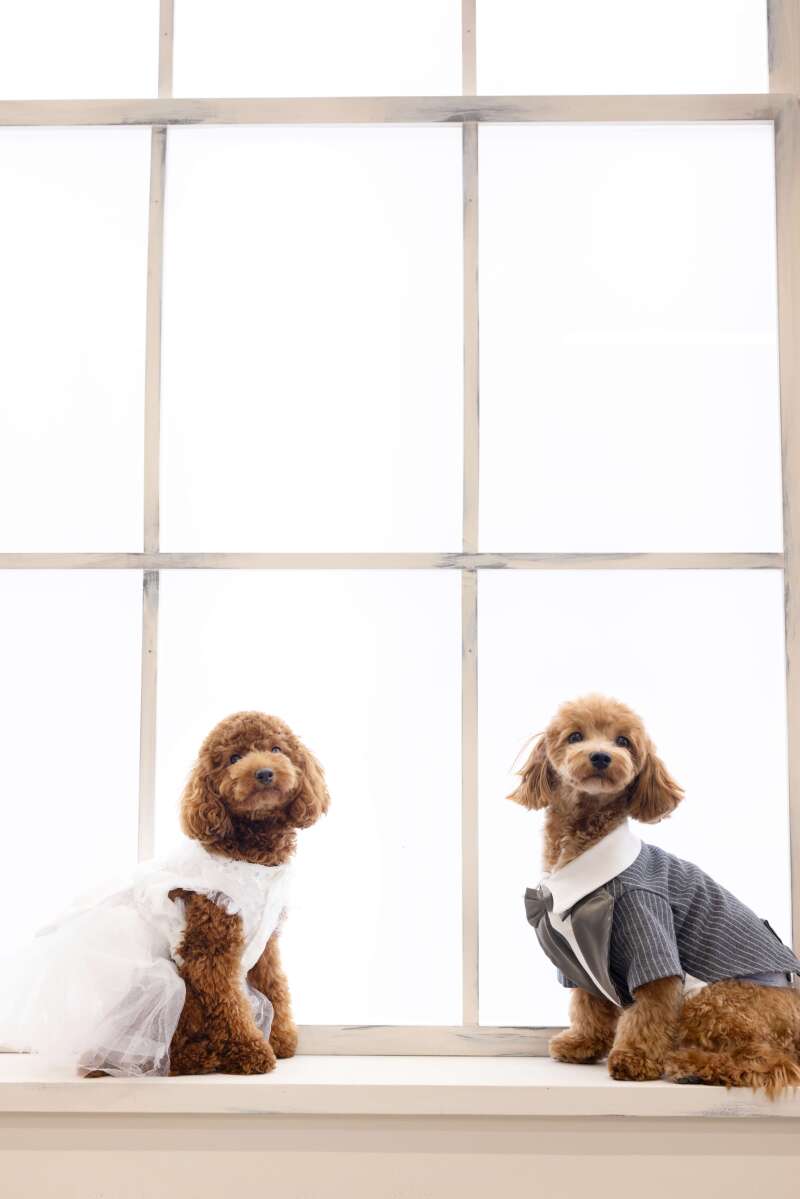 ペットフォトウェディング♡♡〜ワンちゃんvo.1〜