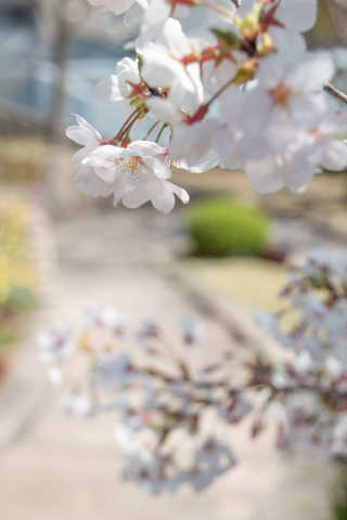 遊歩道の桜が咲き始めました♫