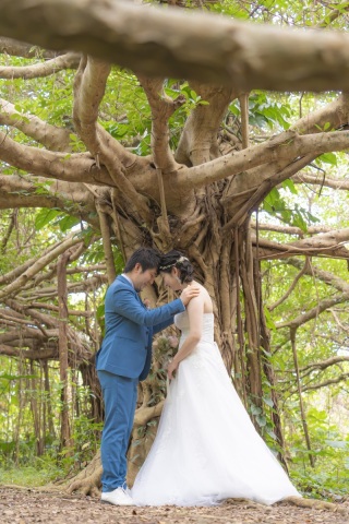 ＼迫力満点！／カジュマルの木⍥