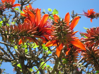 ✯宮古島には花粉症がない？✯