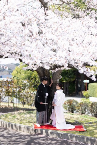 春爛漫和装撮影